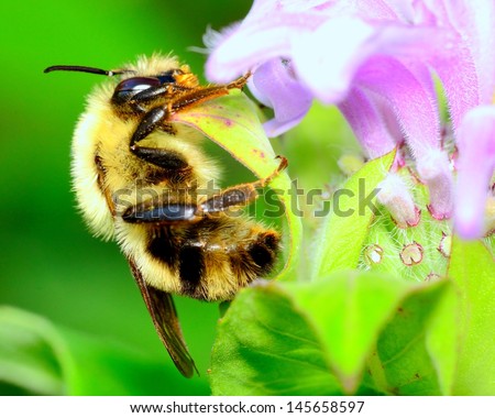Bumble Bee perched on a flower collecting pollen.