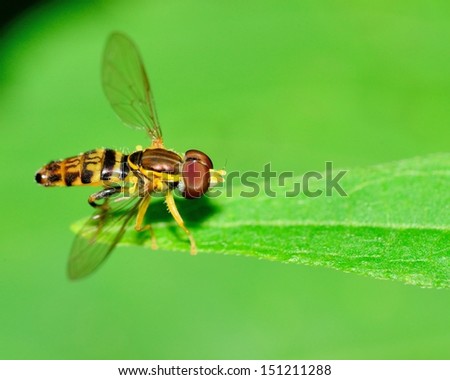 Hover-fly perched on a green leaf.