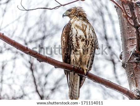 Red-tailed Hawk perched on tree branch in a soaking rain.