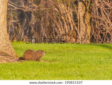 A ground hog coming out of its burrow in early spring.