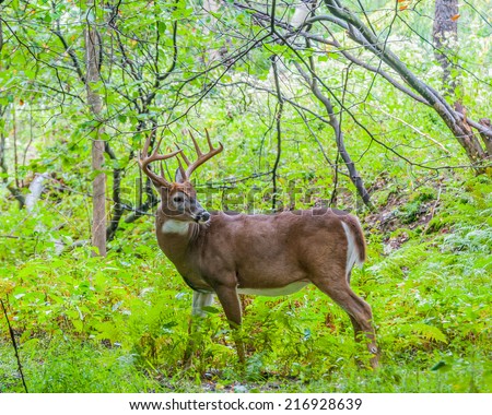 Whitetail Deer Buck standing in a woods.