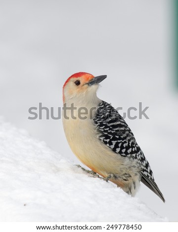 Male red-bellied woodpecker perched in the snow.