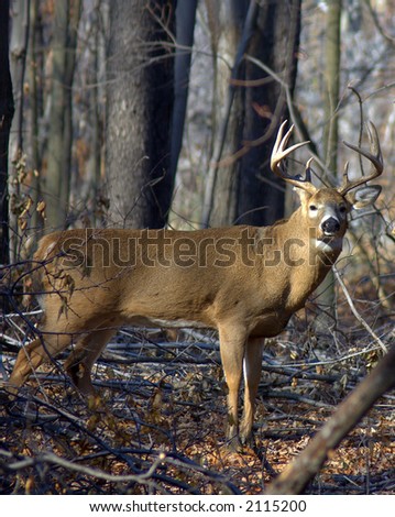 Whitetail deer buck standing in a woods in the rutting season.