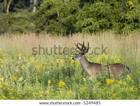Whitetail deer buck in a meadow.