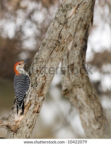 Red-bellied woodpecker perched on a tree trunk.