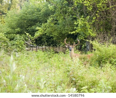 Whitetail deer buck in summer velvet standing in a field.