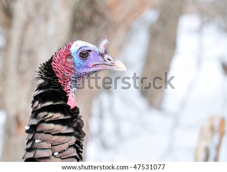 Male wild turkey close-up head shot with falling snow.
