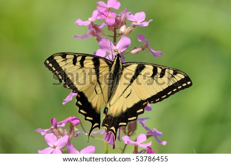 An eastern tiger swallowtail butterfly perched on a flower.
