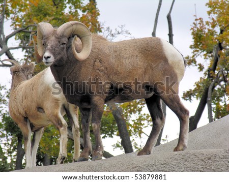 A pair of big horn sheep perched on a rock.