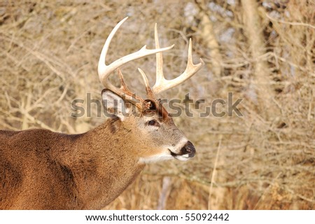 Head shot of a whitetail deer buck at the woods edge.