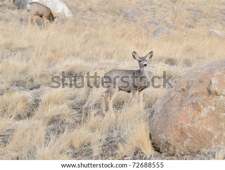 A mule deer yearling standing next to a boulder.