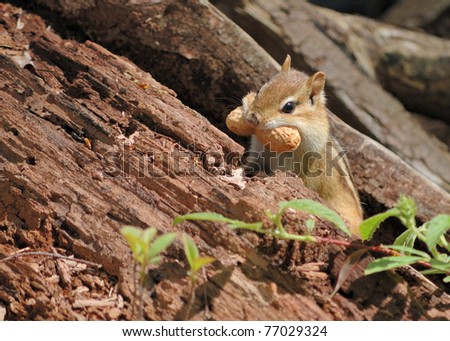 An eastern chipmunk eating a peanut in the woods.