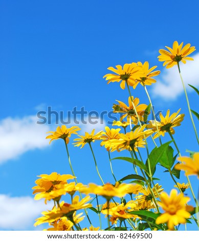 Daisy flowers. Yellow flowers against blue cloudy sky