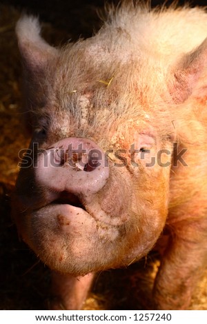 pig with an ugly face