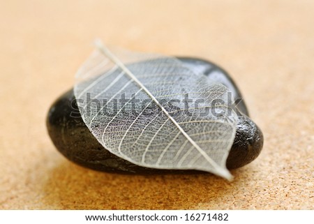 intricate leaf skeleton resting on a massage stone