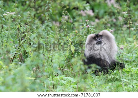 Lion-tailed Macaque Wanderoo