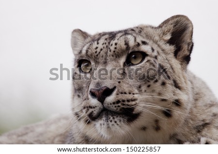 Snow leopard in black and white