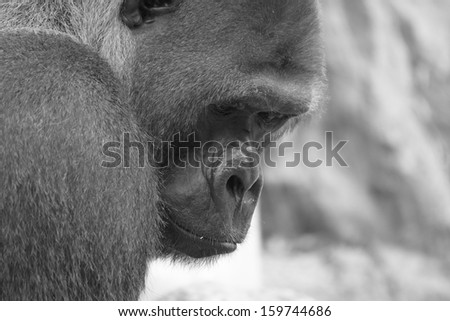 Portrait of West lowland Gorilla - Silverback in black and white