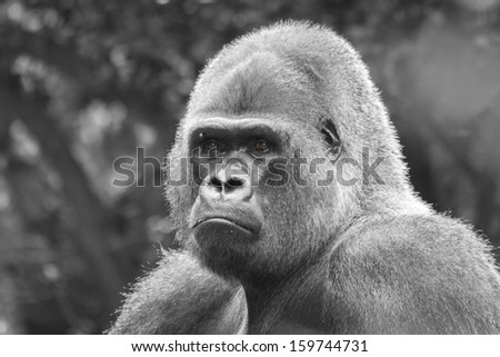 isolated close up of a west lowland silverback gorilla in black and white