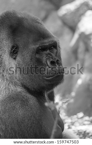close up of silver back gorilla profile in black and white