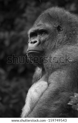 Silver back gorilla looking proud and relaxed in black and white
