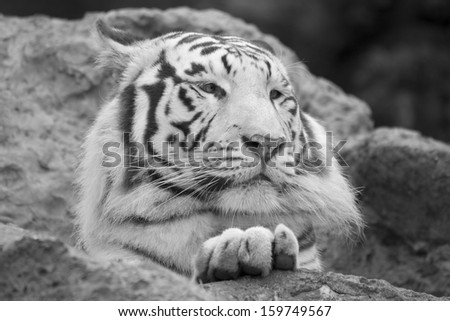 White tiger resting with paw on rock in black and white