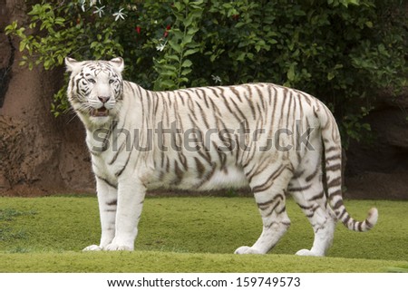 Side profile shot of white tiger on short grass