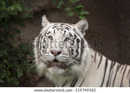 white tiger profile shot with mouth partially open