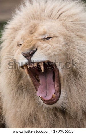 White lion roaring