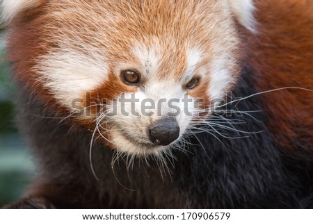 Red panda close up looking down at the floor