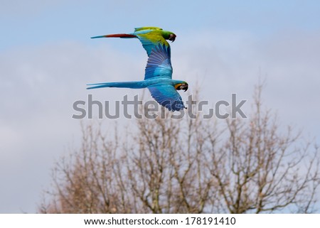 blue and military macaw flying
