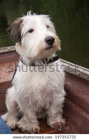 Dog on rowing boat