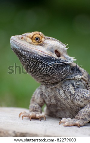 Close up of a Bearded Dragon