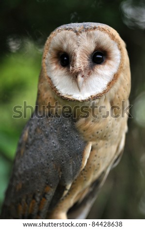 Dark Breasted Barn Owl