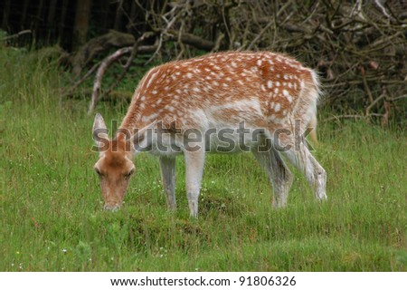 Fallow Deer in long grass