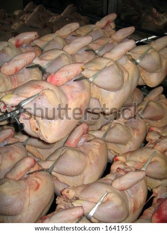 Spitted marinated chickens stored in the cold room waiting to be cooked.