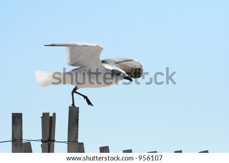 Seagull stepping off a fence at the beach, taking to the air