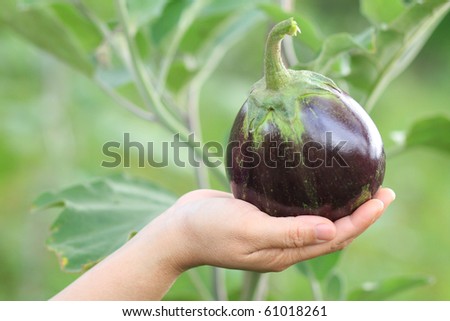 eggplant on hand with plant backgrond