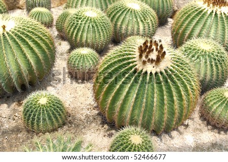 cactus in desert garden