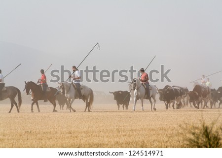 CANTALEJO, SPAIN - AUGUST 18: Bulls run from the corral 5 km away to the bull-ring, guided by horsemen when they are in the pine-forest on August 18, 2012 in Cantalejo, Spain.