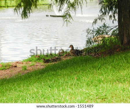 Ducks BY the pond