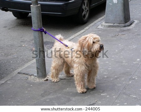 A tied up dog waits for his people