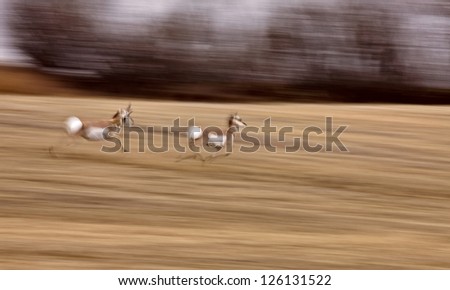Pronghorn Antelope running panned blurred photo Canada