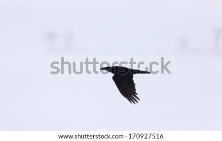 Crow raven in Flight in winter Canada Saskatchewan
