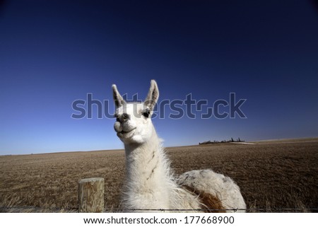 Llama (Lama glama) is a large camelid native to South America