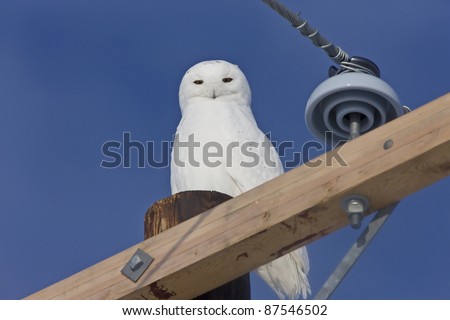Snowy Owl Canada blue sky beautiful bird Saskatchewan