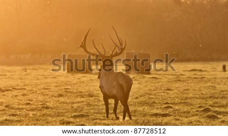 Sunset Elk Bull Saskatchewan Canada Yellow bugle