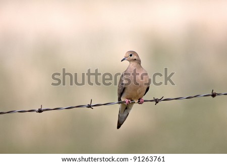 Mourning Dove on Barbed Wire Saskatchewan Canada