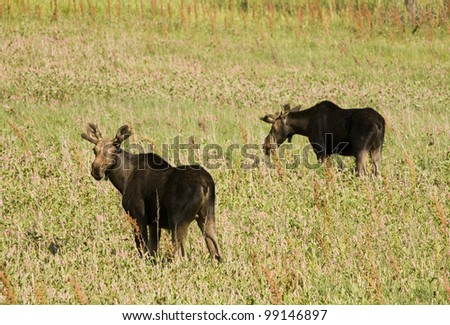Young Bull Moose in field Saskatchewan Canada