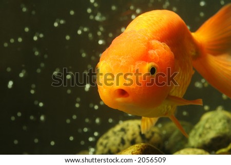 A macro shot of a lion head goldfish